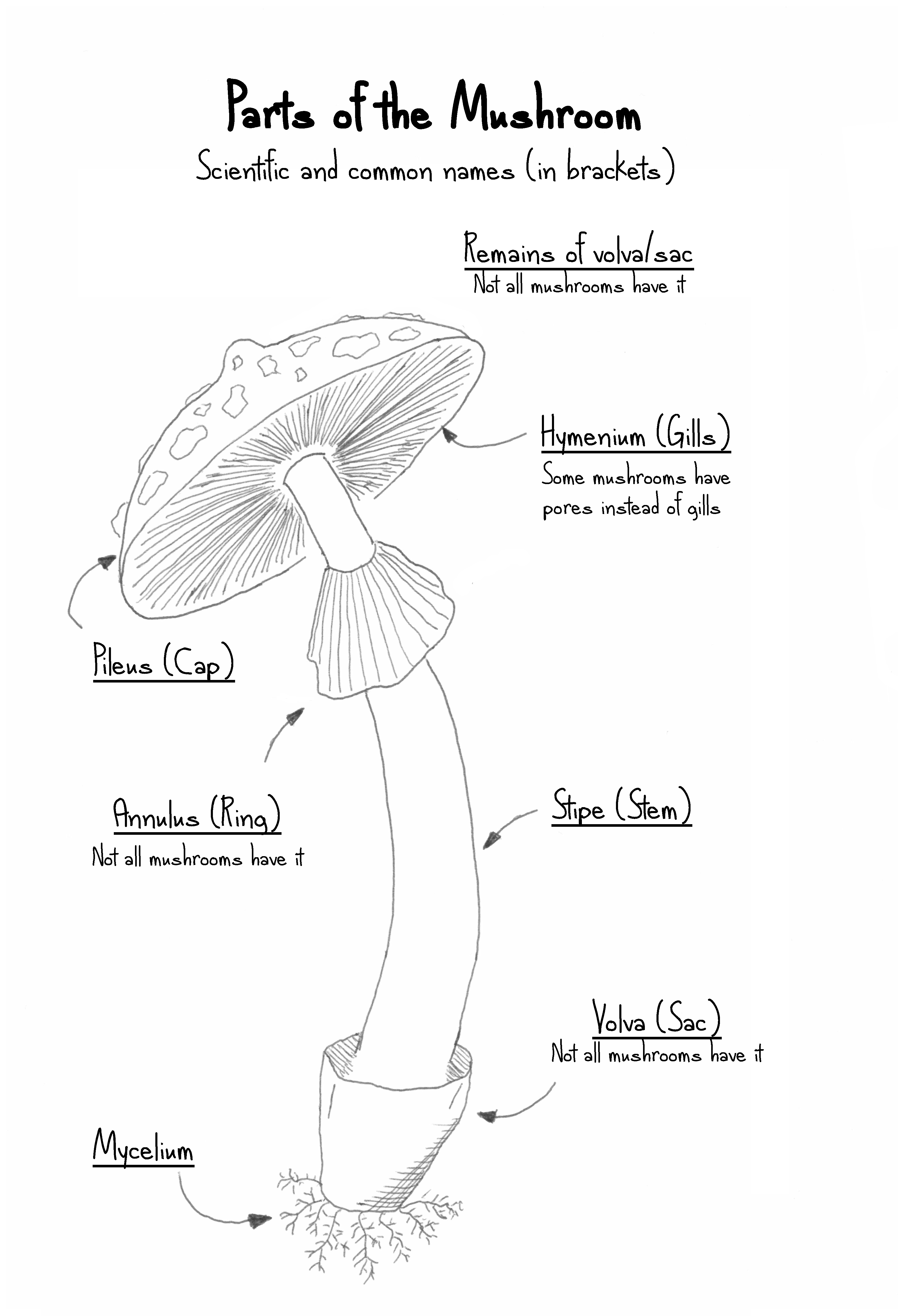 Parts Of A Mushroom And Their Functions